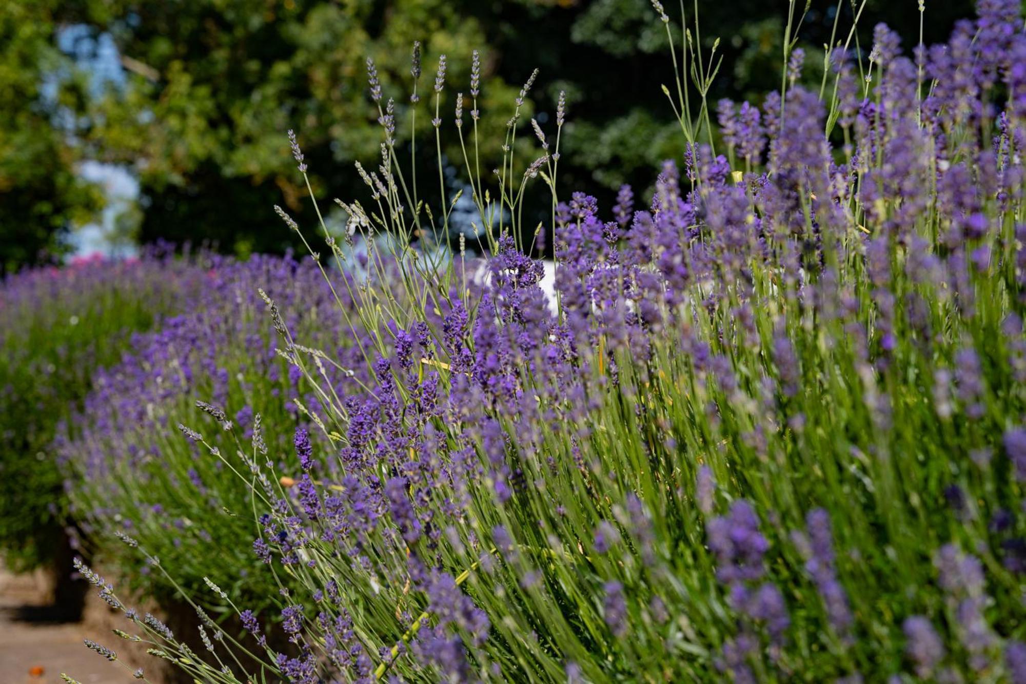 The Briers Country House Newcastle  Zewnętrze zdjęcie